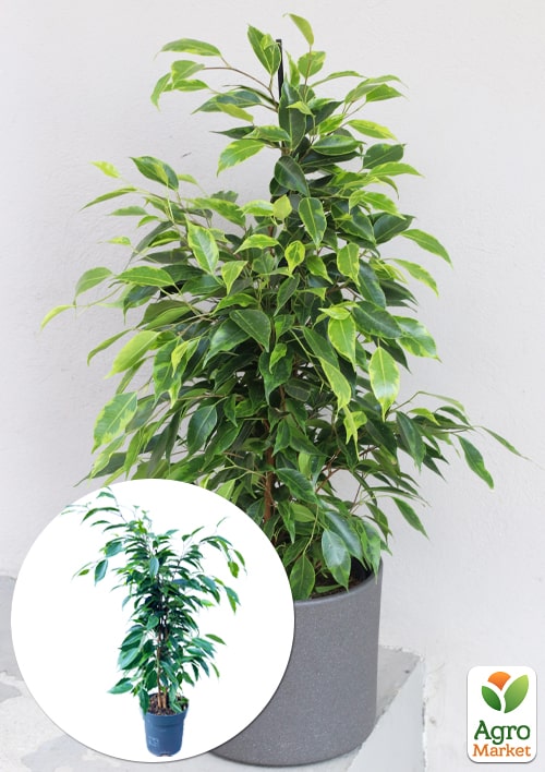 LMTD Фикус Бенджамина "Anastasia" (высота 50-70см)