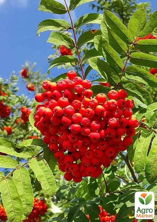 Рябина красная в контейнере