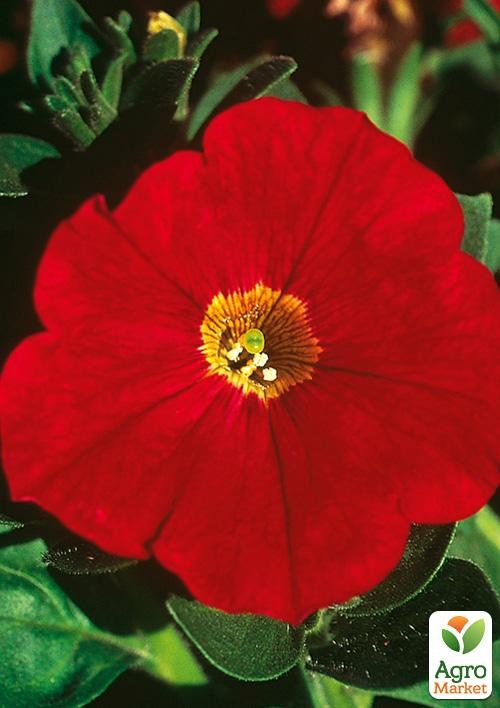 Петуния Alpetunia "Red" (контейнер №10, высота 10-15см)