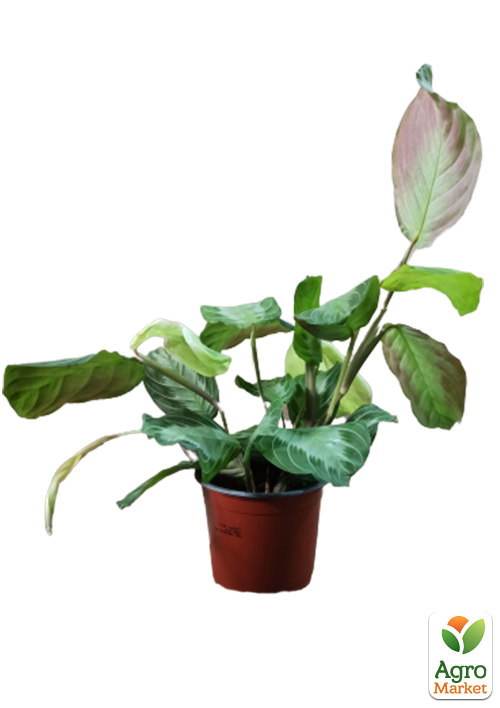 Маранта "Leuconeura"