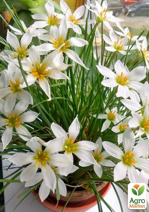 Зефирантес "Candida"