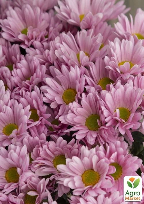 Хризантема Садовая "Pink Chamomile" (высота 30-50см)