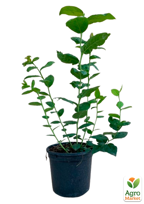 Голубика (черника садовая) 2 года "Ханна Чойс"(Hannah`s Choice) С1,5 высота 50-60см - фото 5