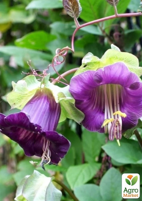 Кобея лазающая "Амазонка" ТМ "Vesna Exclusive" 0,4г