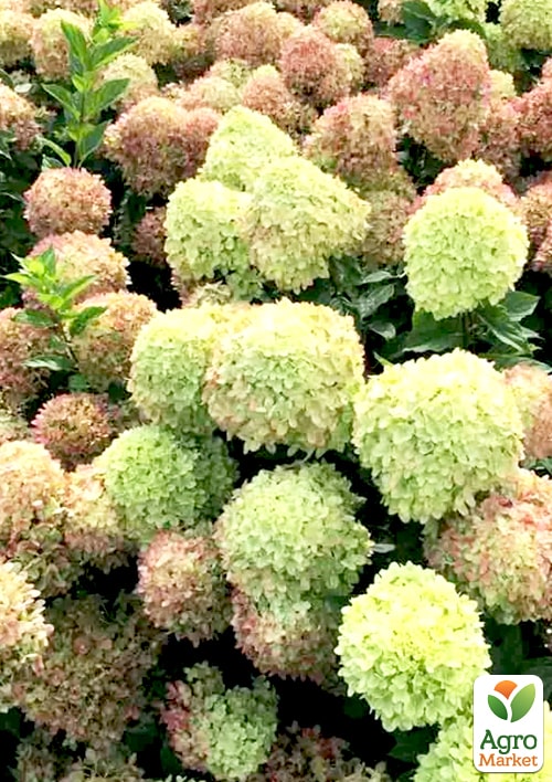 Гортензия метельчатая "Little Fresco" (контейнер P9) - фото 2