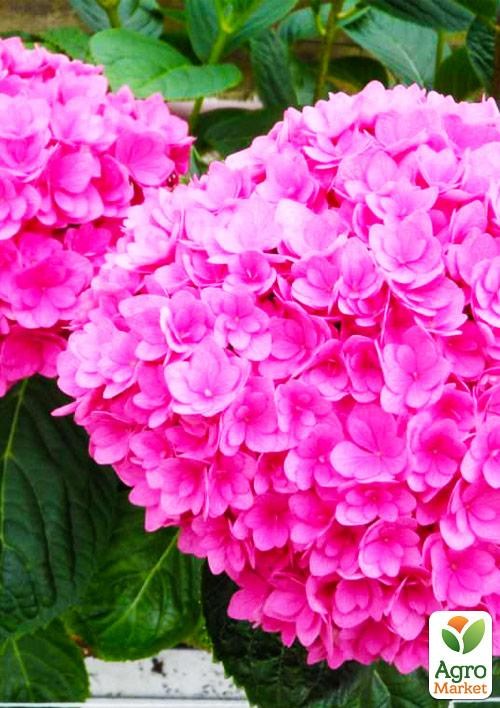 Гортензія ремонтантна круплолистна 3х літня «Папілон» - фото 3