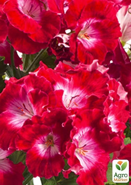 Пеларгонія Королівська Aristo "Red With Eye" (контейнер № 10, висота 10-20 см) - фото 2