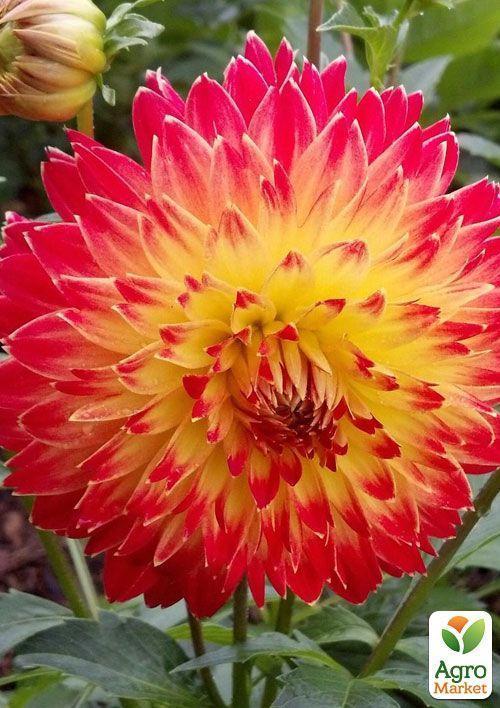 Жоржина "Procyon" - фото 4