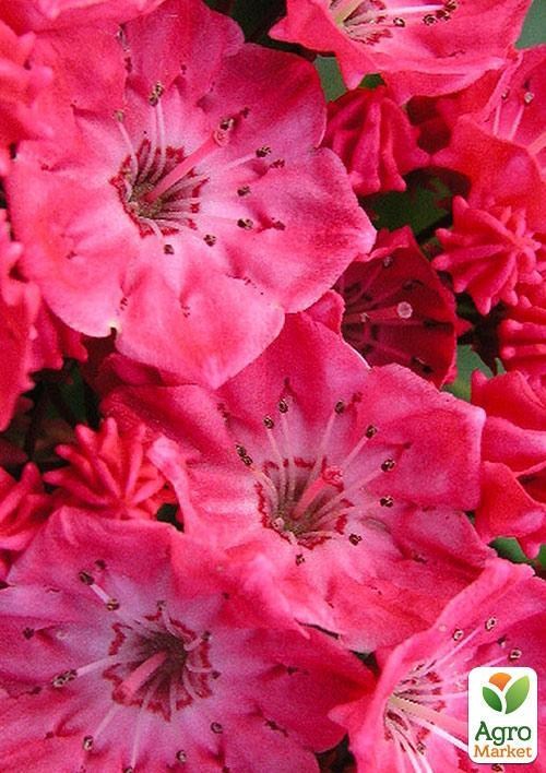 Кальмія latifolia "Beacon" (Leuchtfeuer)