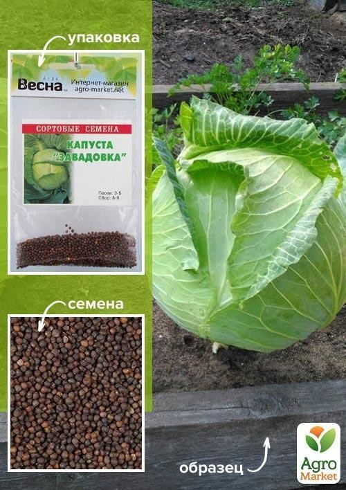 Капуста "Завадовка" (Зипер) ТМ "Весна" 3г