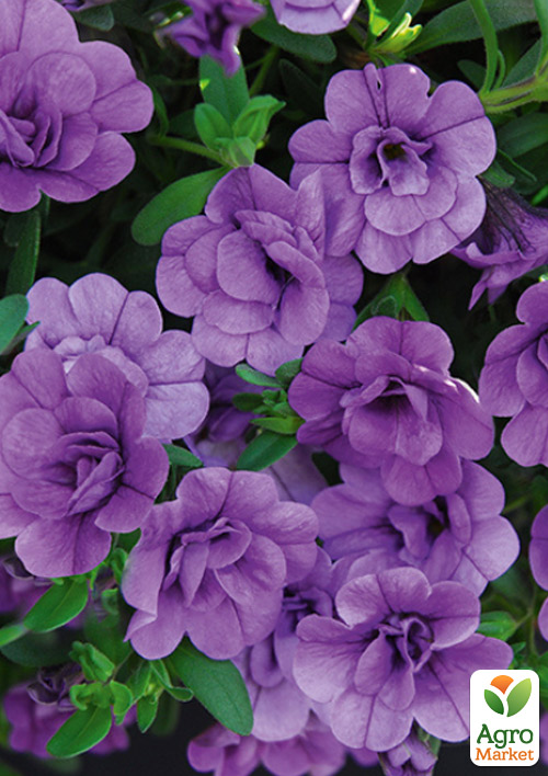 Калібрахоа Mini Famous Neo Double "Amethyst"