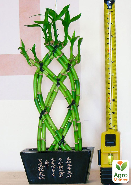 LMTD Бамбук Сандера "Dracaena sanderiana" (висота 20-30см) - фото 8