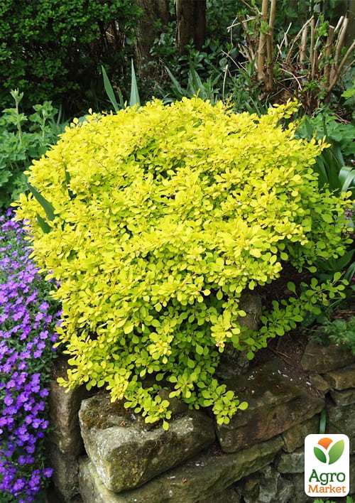 Барбарис Тунберга 2-х летний "Golden Dream" С2 - фото 2