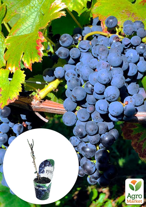 LMTD Виноград "Pinot Noir" (сортовой, укорененный)