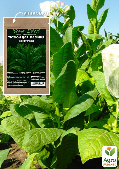Насіння Тютюн для паління "Кентуккі" ТМ "Vesna Select" 0.5г