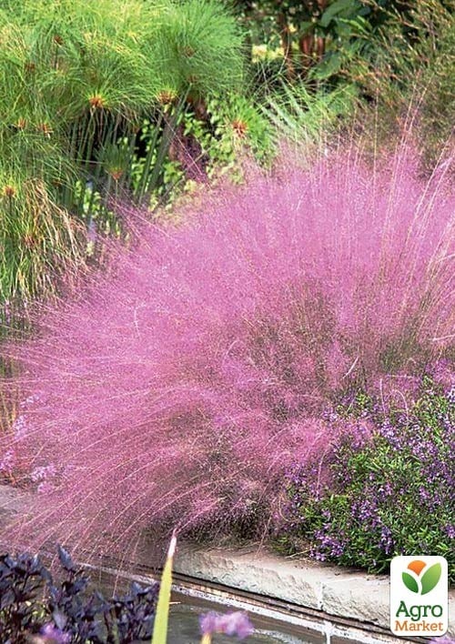 Мюленбергия "Muhlenbergia capillaris" вазон С2