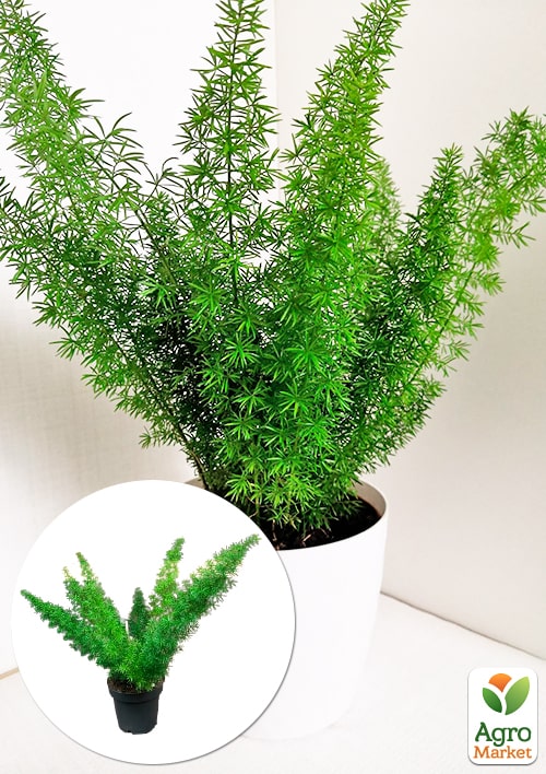 Аспарагус "Meyers" высота 25-35см