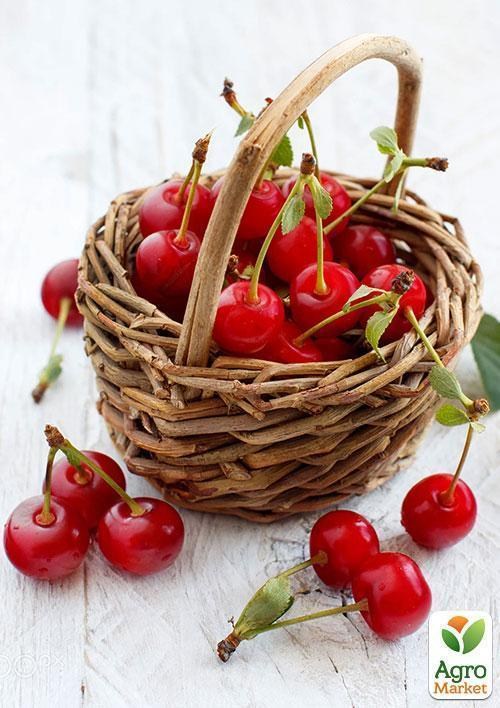 Вишня "Ранній десерт" (літній сорт, ранній термін дозрівання)