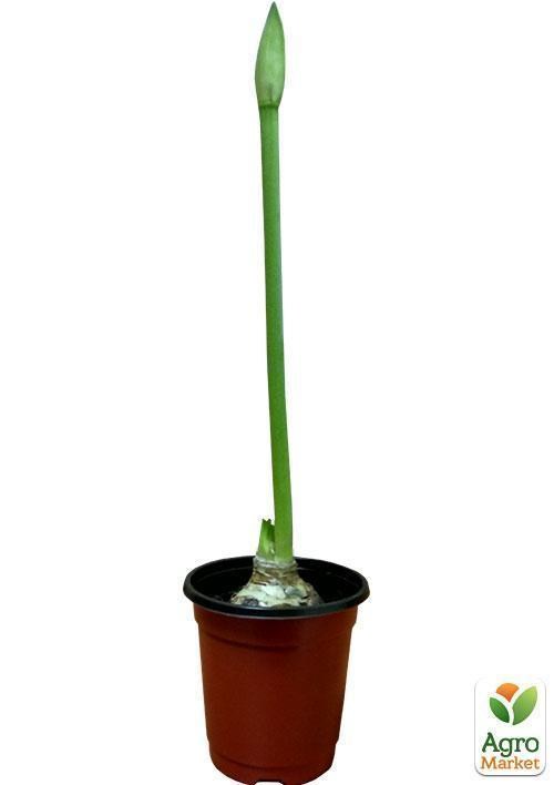 Амариллис в горшке "Счастливые моменты" - фото 3