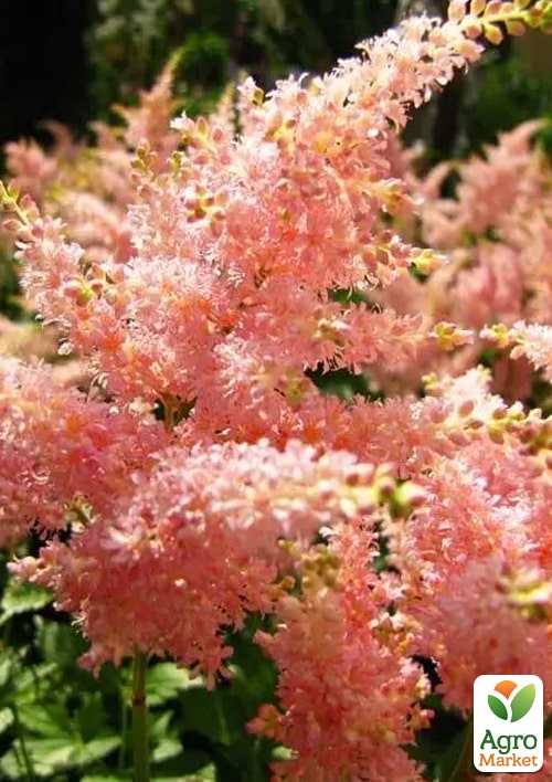 Астильба "Peach Blossom"  - фото 2