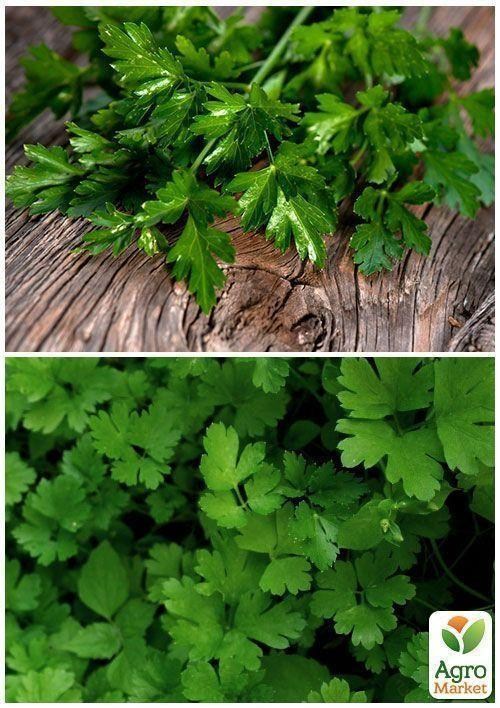 На вагу Петрушка "Гігант Італії" ТМ "Весна" ціна за 10г - фото 3