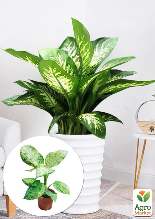 Диффенбахия (Dieffenbachia) "Tropic Snow" высота 40-60см