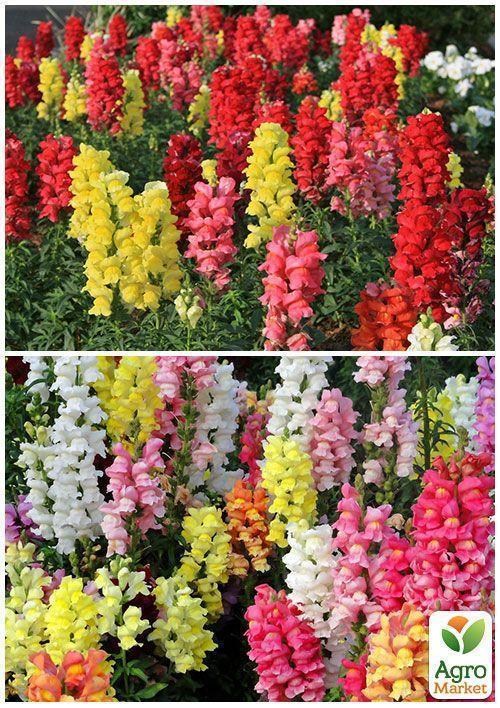 На развес Львиный зев смесь ТМ "Весна" цена за 1г - фото 2