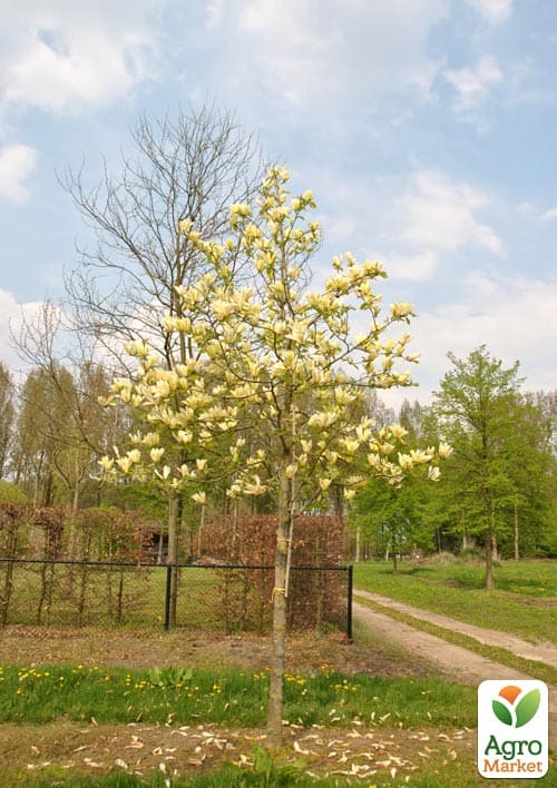 Магнолия 4-х летняя "Yellow Lantern" (высота 60-80см) - фото 4