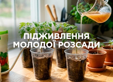 Чим не можна підживлювати молоду розсаду?