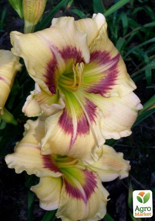 Лилейник "Violet Explosion" 1шт в упаковке - фото 2