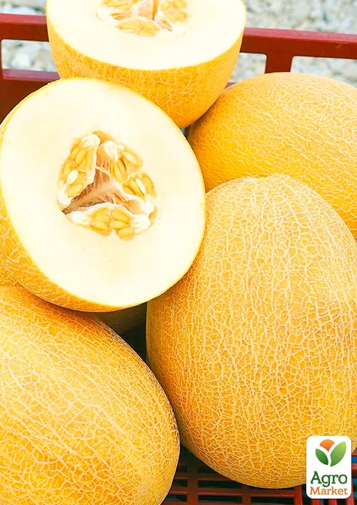 Диня "Престиж" ТМ "Весна" 1.5г - фото 2