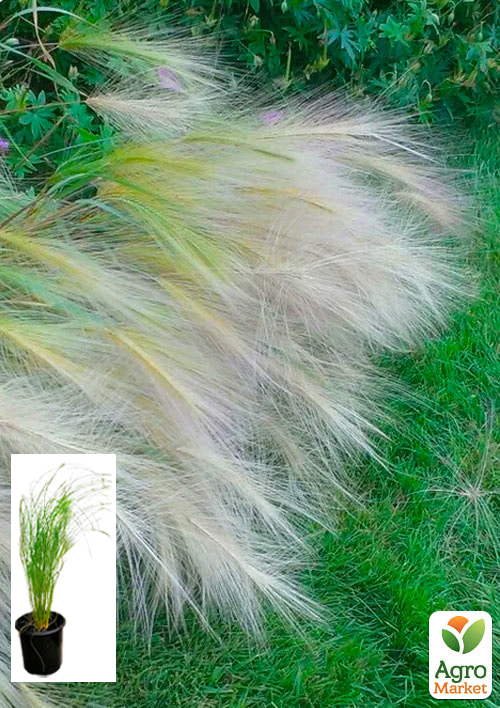 Ковыль Пушистый (Stipa)