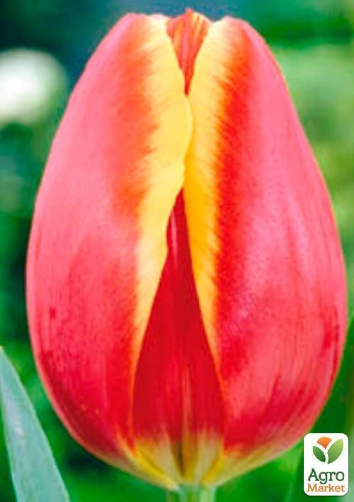 Редкий сорт! Тюльпан "World`s Favourite" (размер 11/12 , крупный) 3шт в упаковке