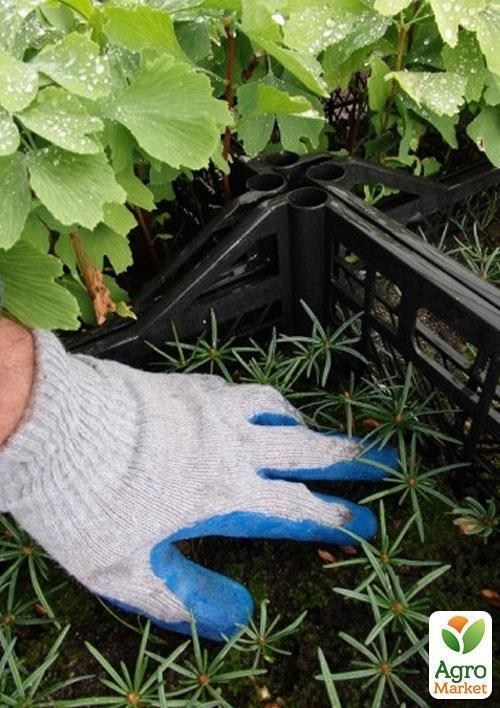 Пихта "Нордмана" (Nordmanniana) горшок P9 - фото 2