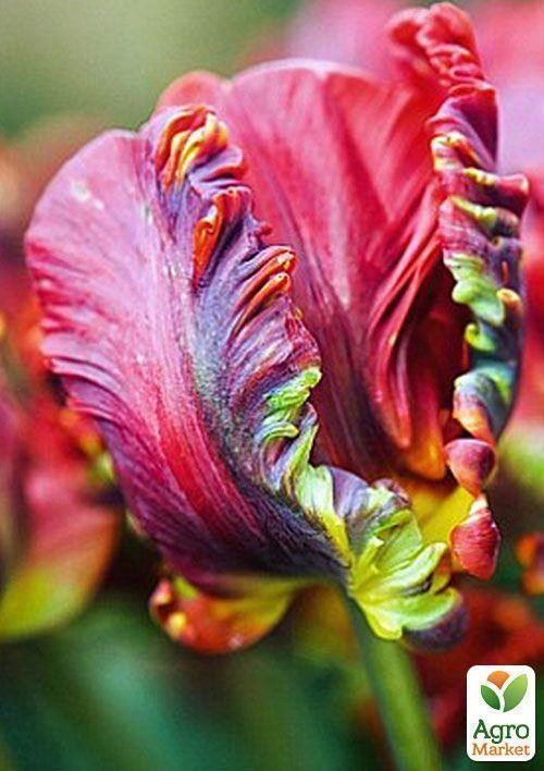 Тюльпан "Rococo" (розмір 10/11, великий) 3шт в упаковці