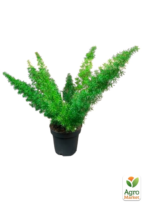 Аспарагус "Meyers" высота 25-35см - фото 6
