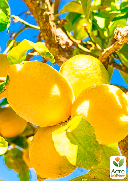 Лимон "Майкопський" - фото 5