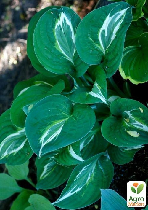 Хоста "Striptease"