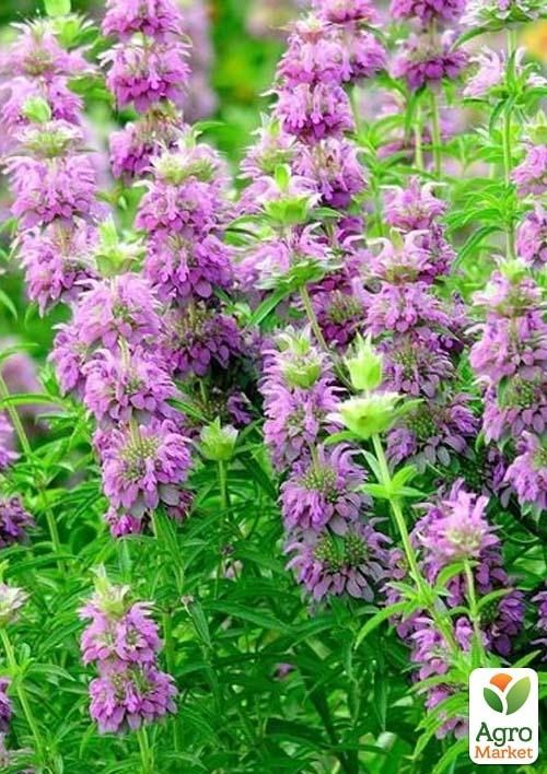 Монарда "Лімонна" ТМ "Весна" 100г  - фото 2