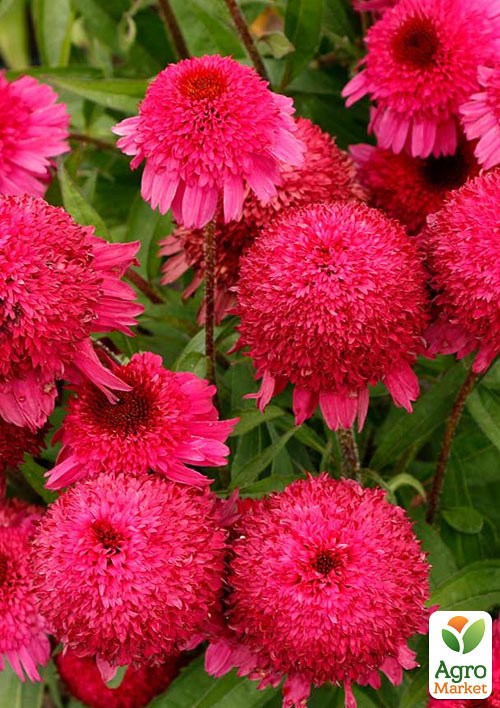 Эхинацея "Paso Doble Fuchsia"