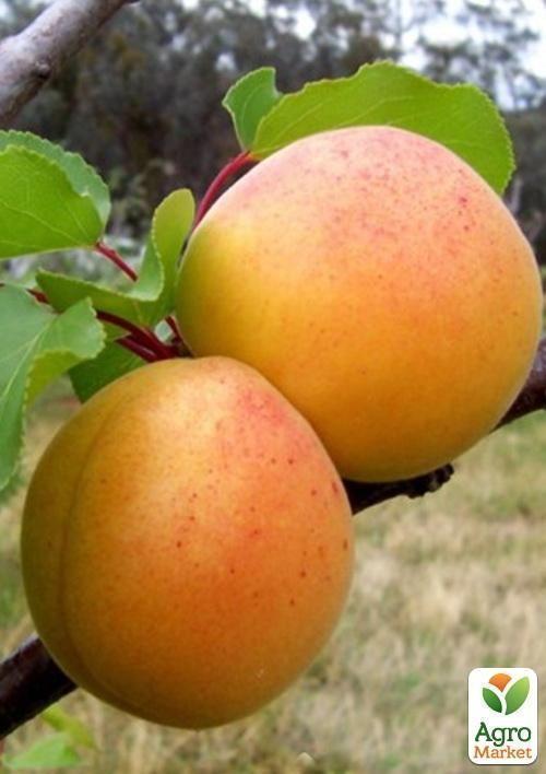 Абрикос "Буревестник" (крупноплодный сорт, ранний срок созревания) - фото 5