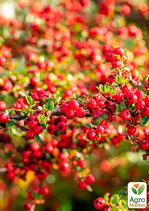 Кизильник горизонтальный медоносный "Joseph Decaisne" - фото 4