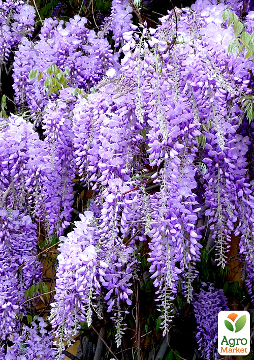 Глициния сиреневая “Модный дом” - фото 6