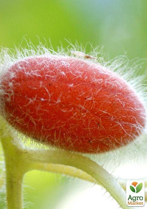 Огірок червоний "Захід" ТМ "Vesna Exclusive" 5шт