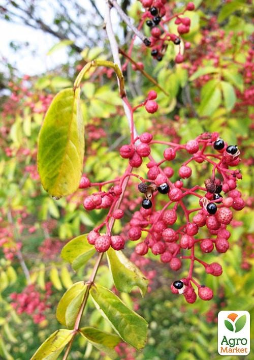Сичуанський перець «Zanthoxylum» (перцеве дерево) висота 10см - фото 2