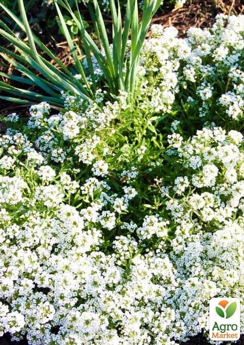 Аліссум Сніговий килим (Зипер) ТМ "Весна" 0,5г - фото 3