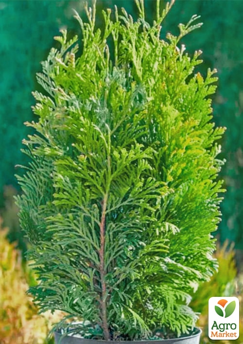 Туя западная "Tip Top" С2, высота 20-25см - фото 4