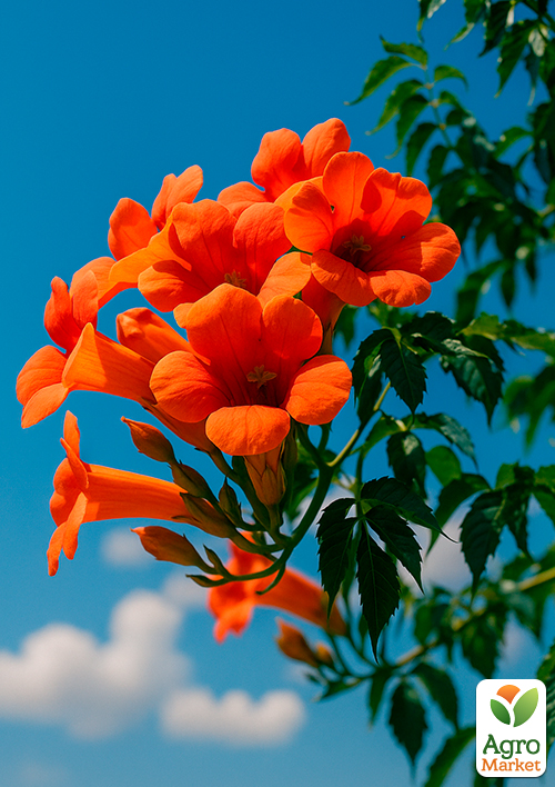 Кампсис оранжевый "Speciosa"