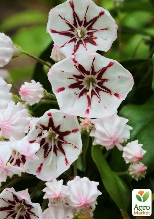Кальмія latifolia "Bumblebee" - фото 3