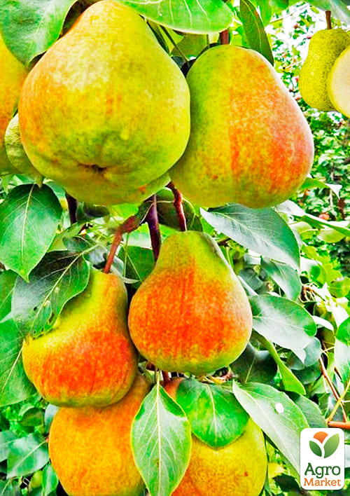 Груша колоновидная "Декора" Эксклюзив - фото 4